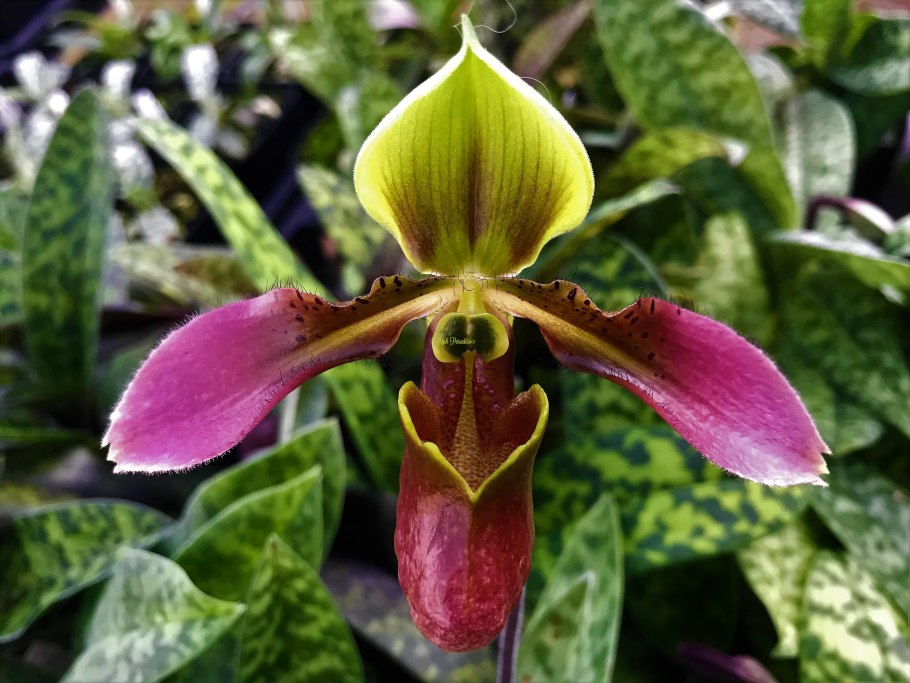 Paphiopedilum kolopakingii