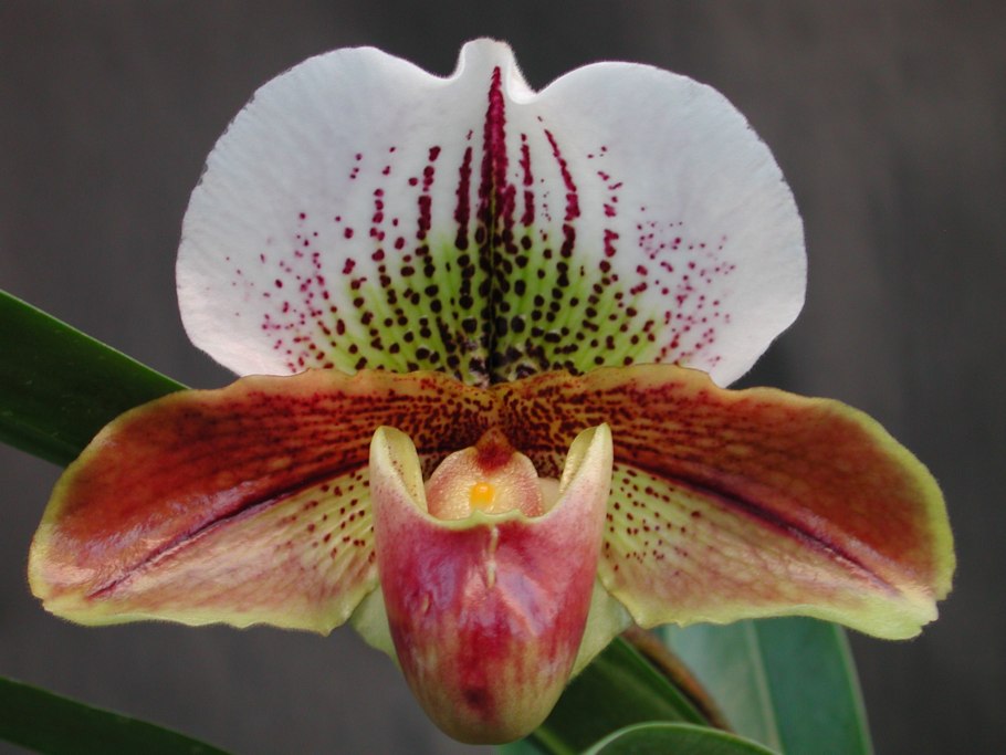 Paphiopedilum, "американские гибриды"