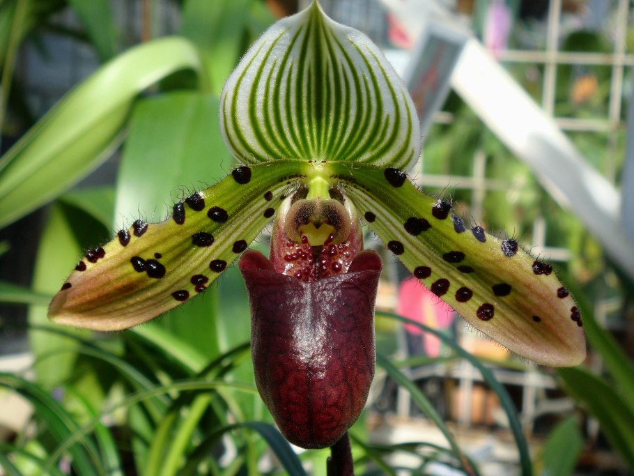 Пафиопе́дилум (Paphiopedilum bellatulum)
