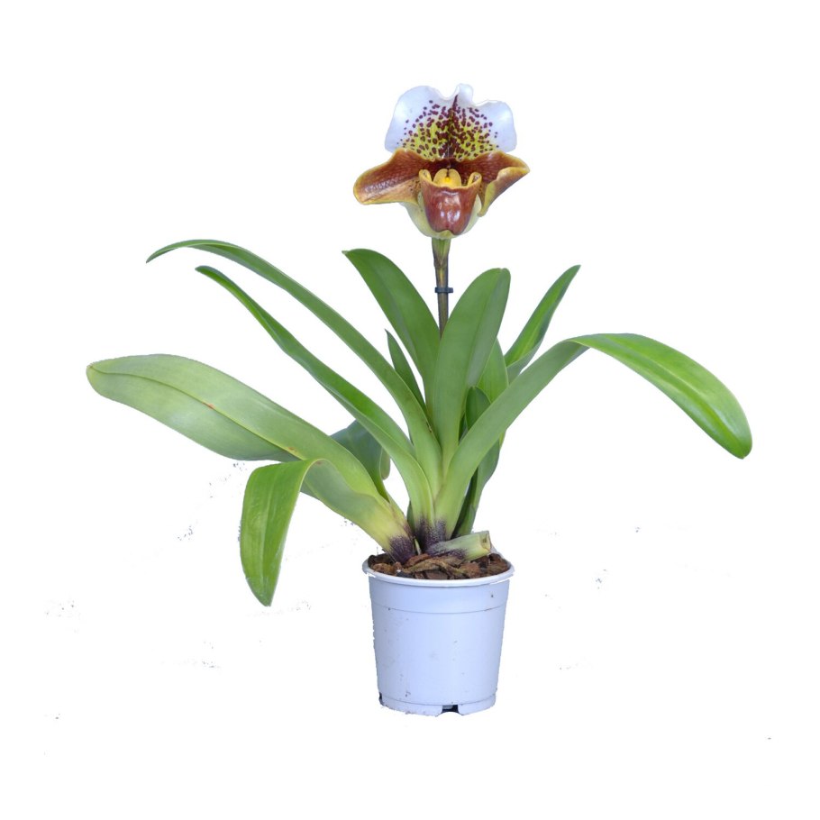 Пафиопедилум (Paphiopedilum)