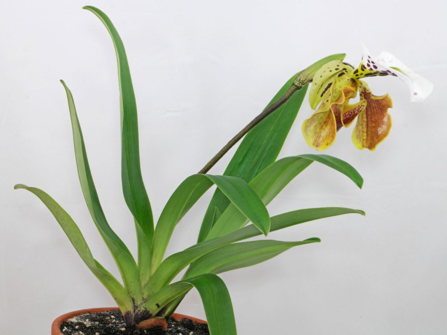 Орхидея Paphiopedilum