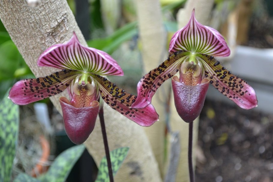 Цимбидиум. Ванда. Саркохимус. Фрагмипедиум.