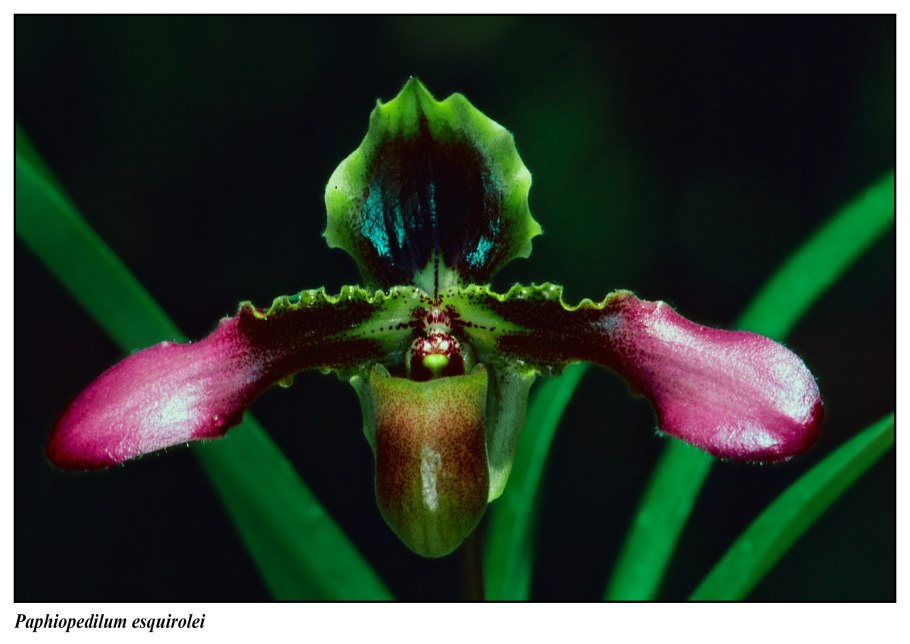 Пафиопедилум Дэя