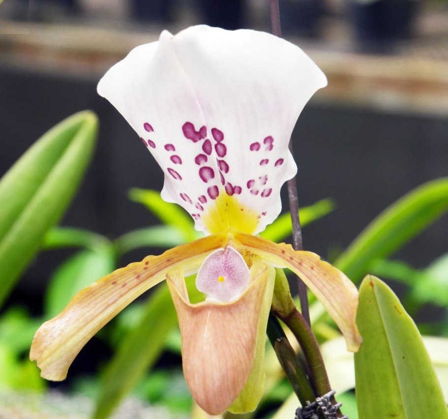 Пафиопедилум Пиноккио