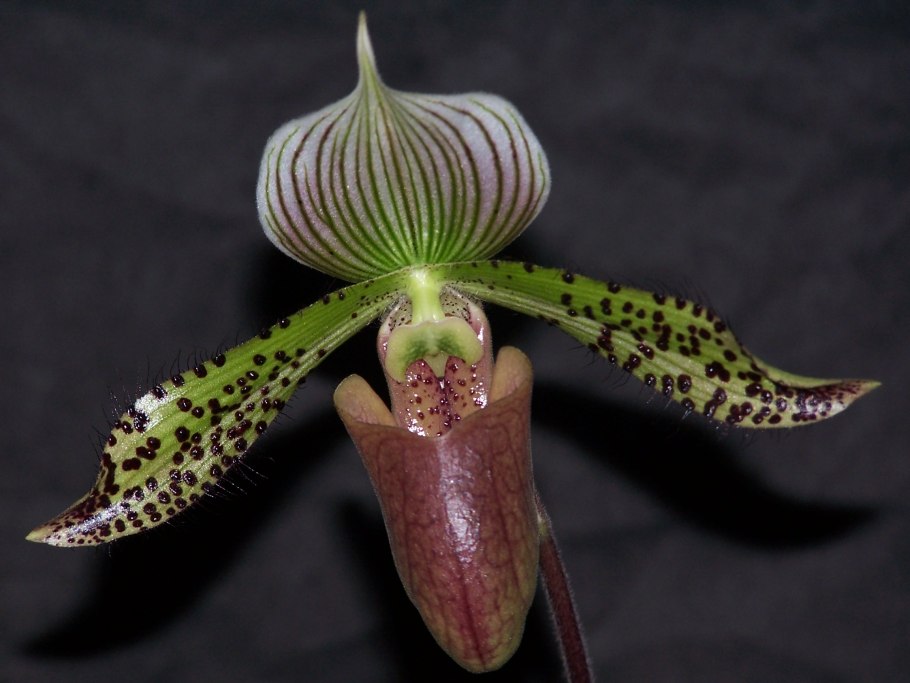 Орхидея Paphiopedilum de Nachtwacht