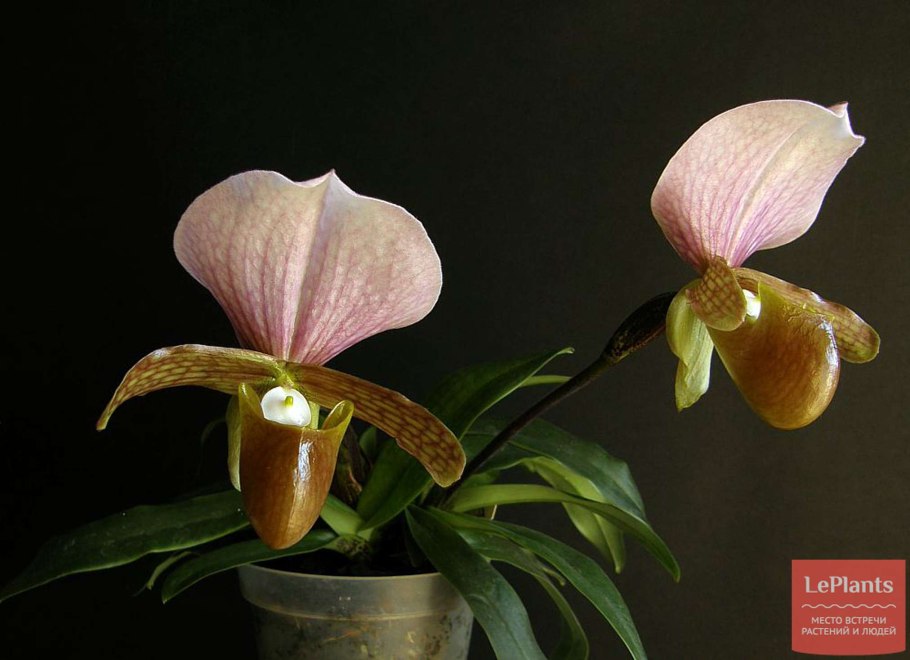 Пафиопедилум hirsutissimum