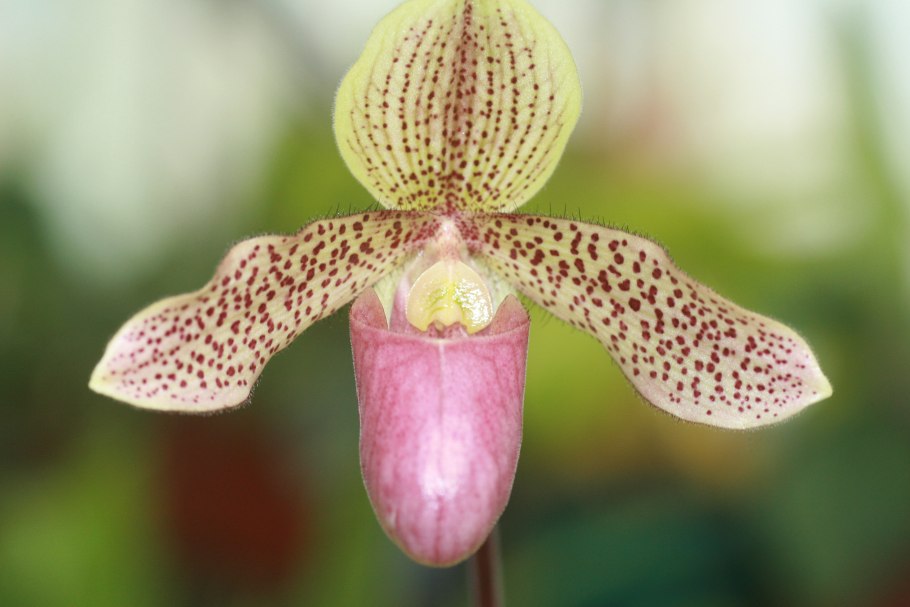 Пафиопедилум Чарльзворта