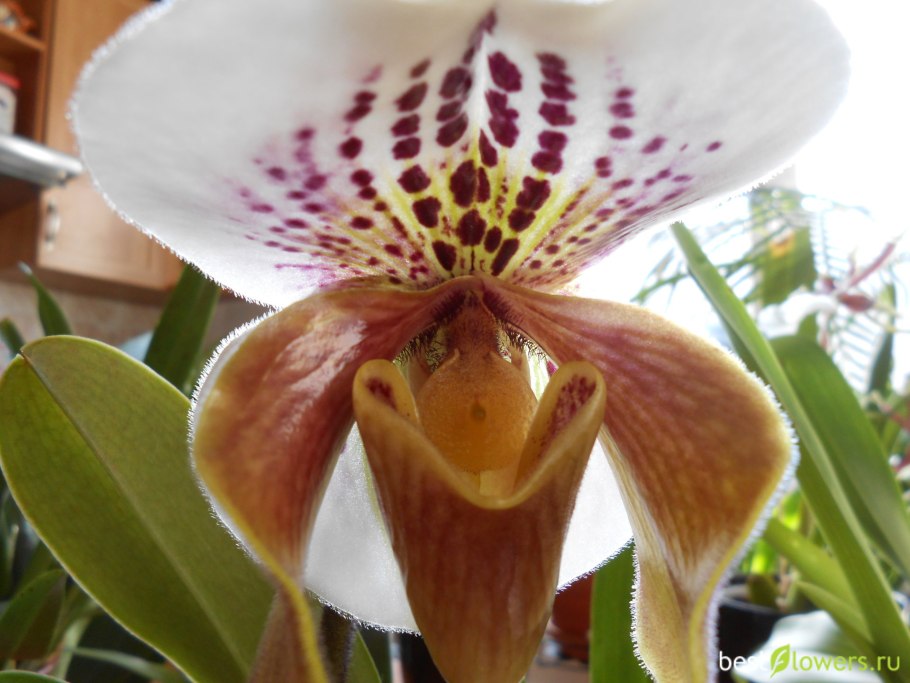 Пафиопедилум Jackie