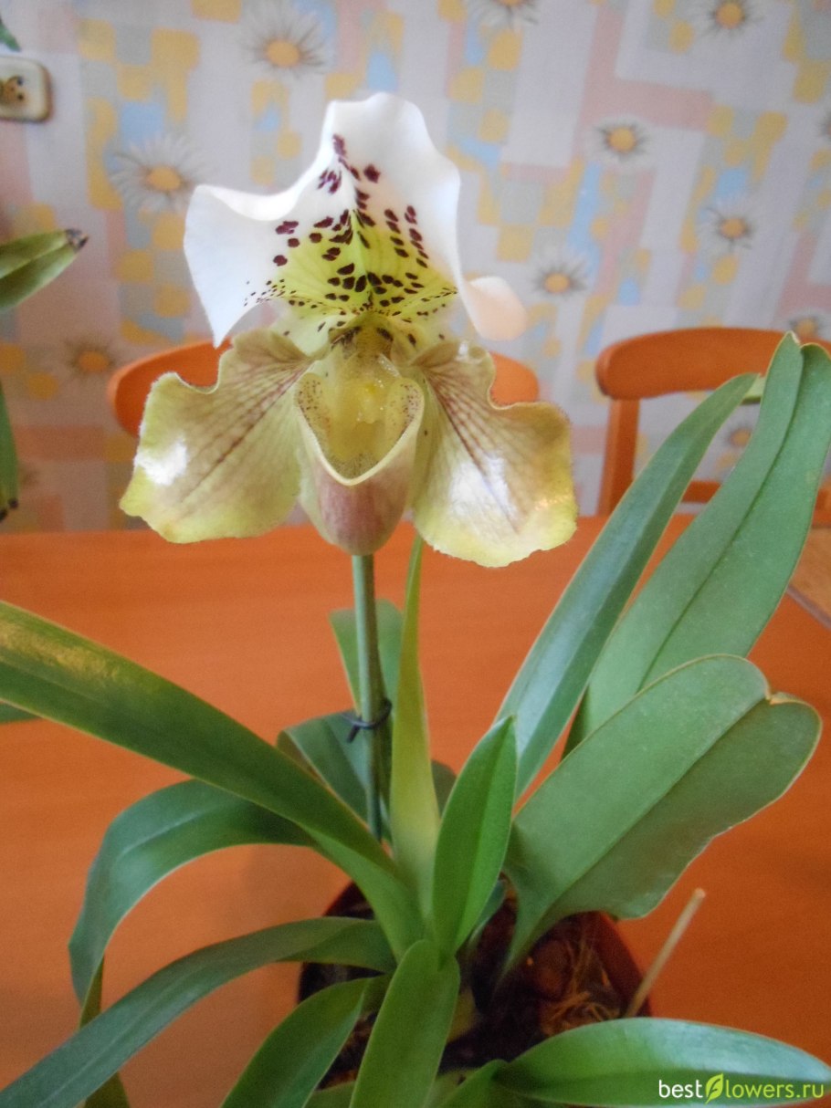 Пафиопедилум Каллосум