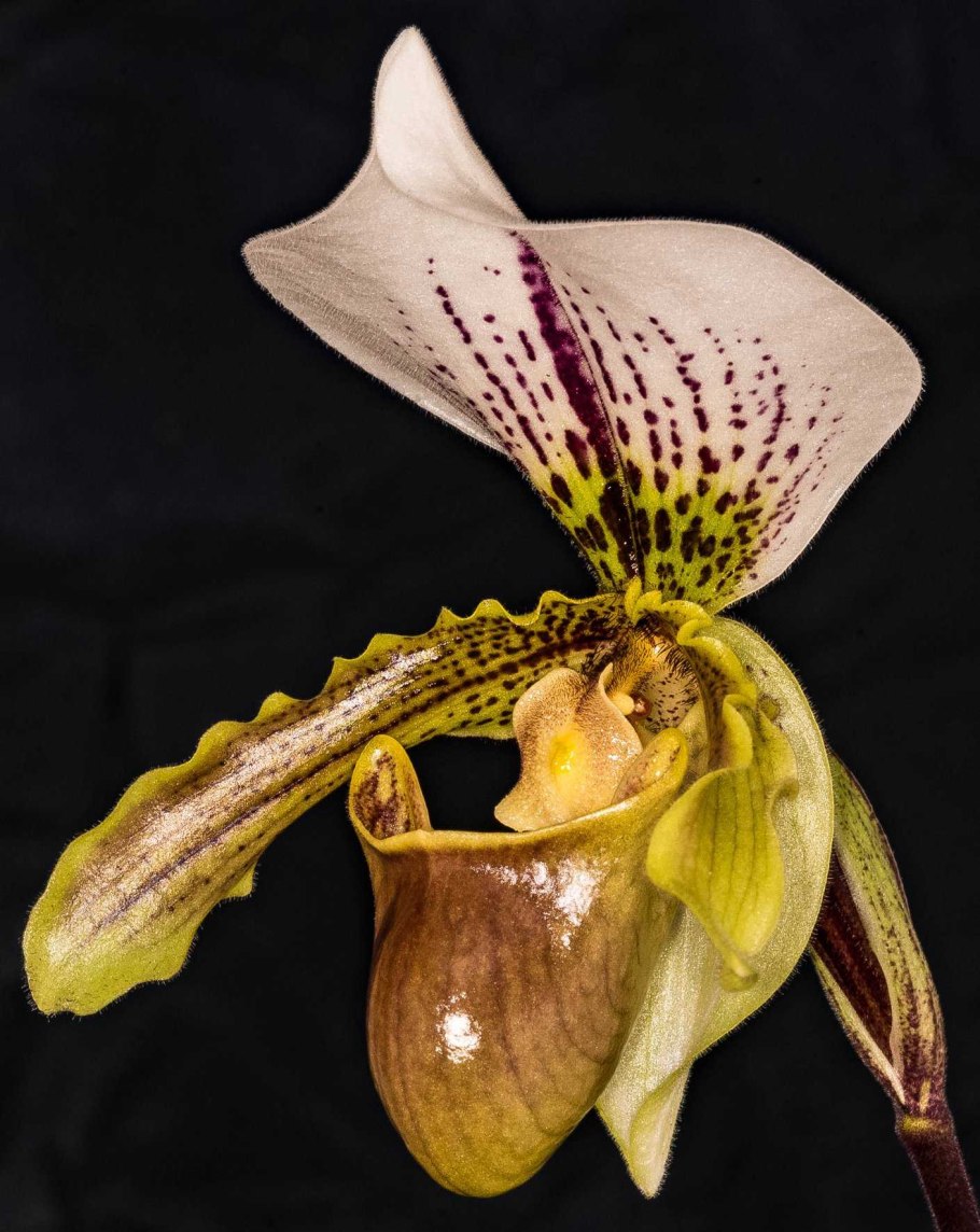 Пафиопедилум Лоуренса