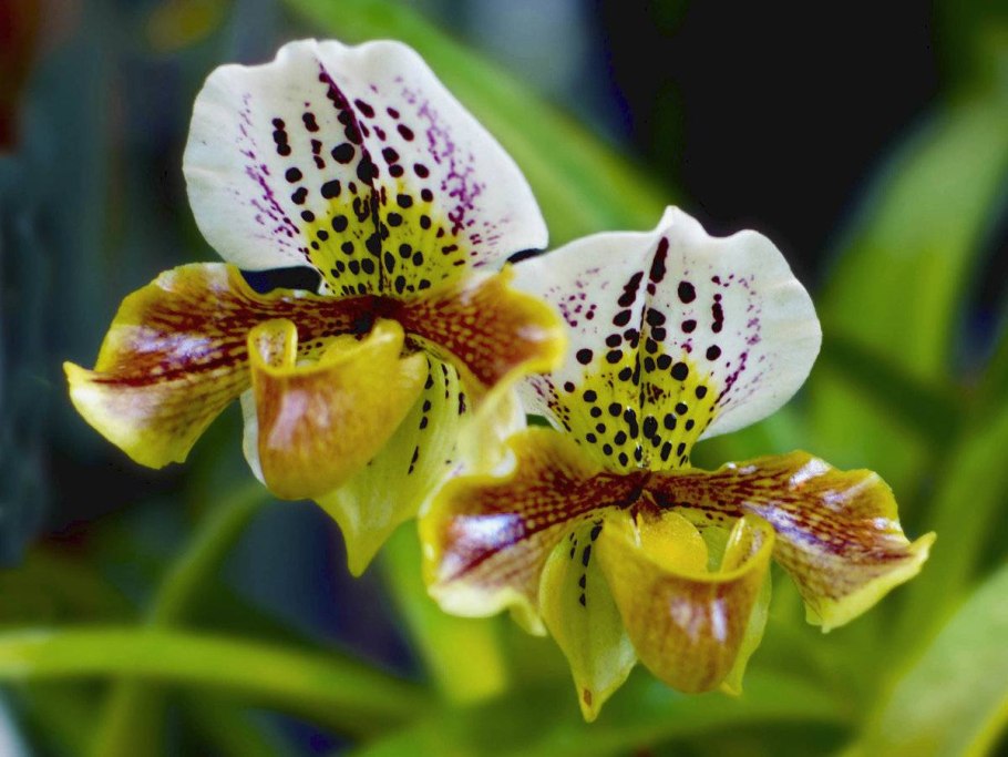 Пафиопедилум венерин башмачок орхидея