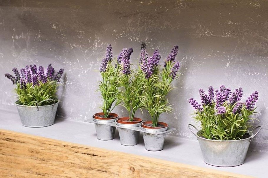 Лаванда узколистная в кашпо