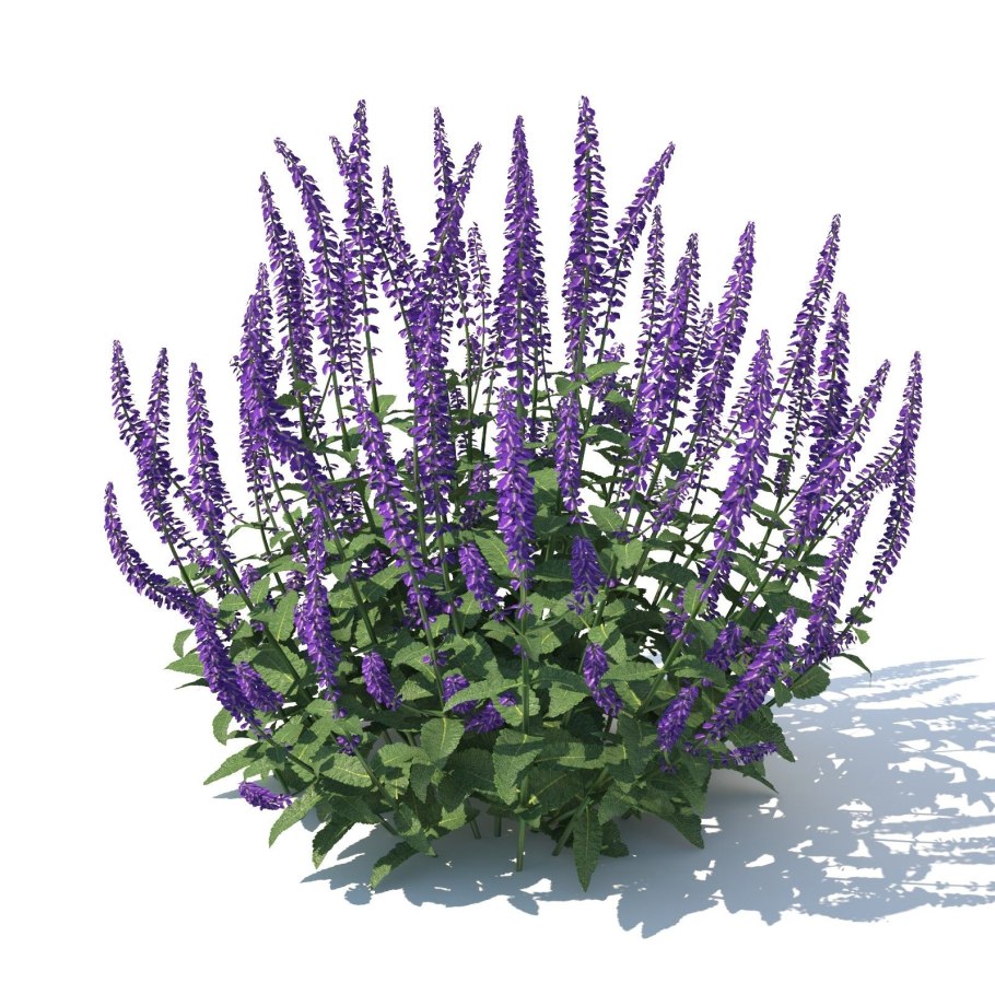 Котовник Фассена в горшке