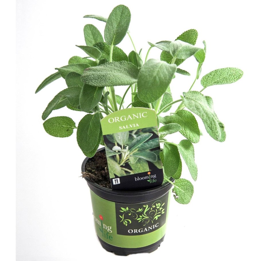 Salvia Divinorum в горшке