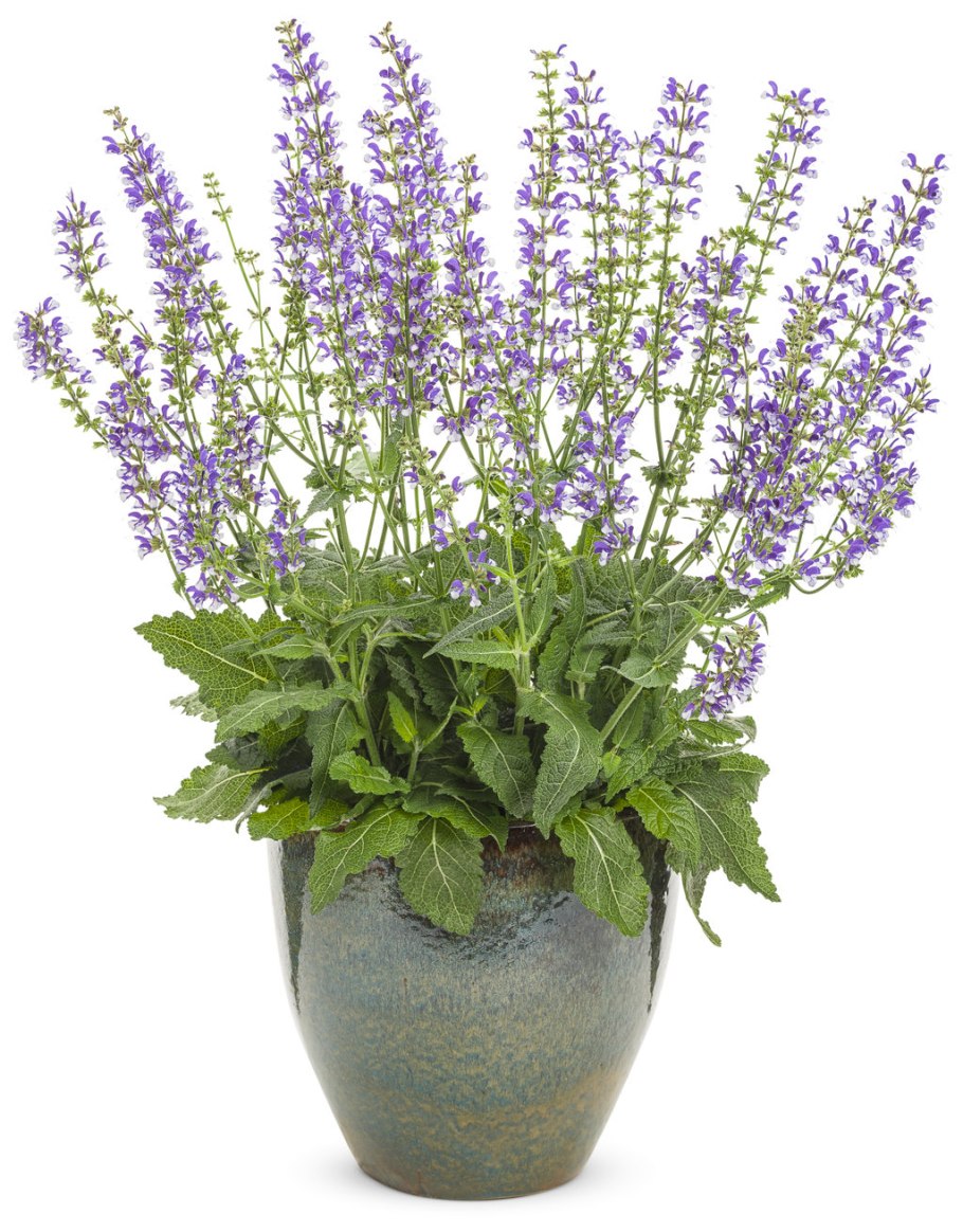 Шалфей "Azure Snow" (Salvia)