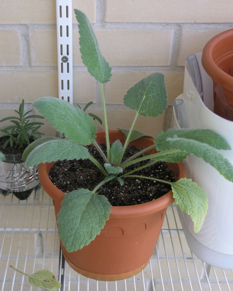 Шалфей Дубравный Майнахт