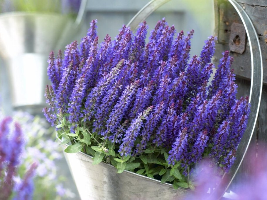 Шалфей Дубравный сенсейшен дип Блю