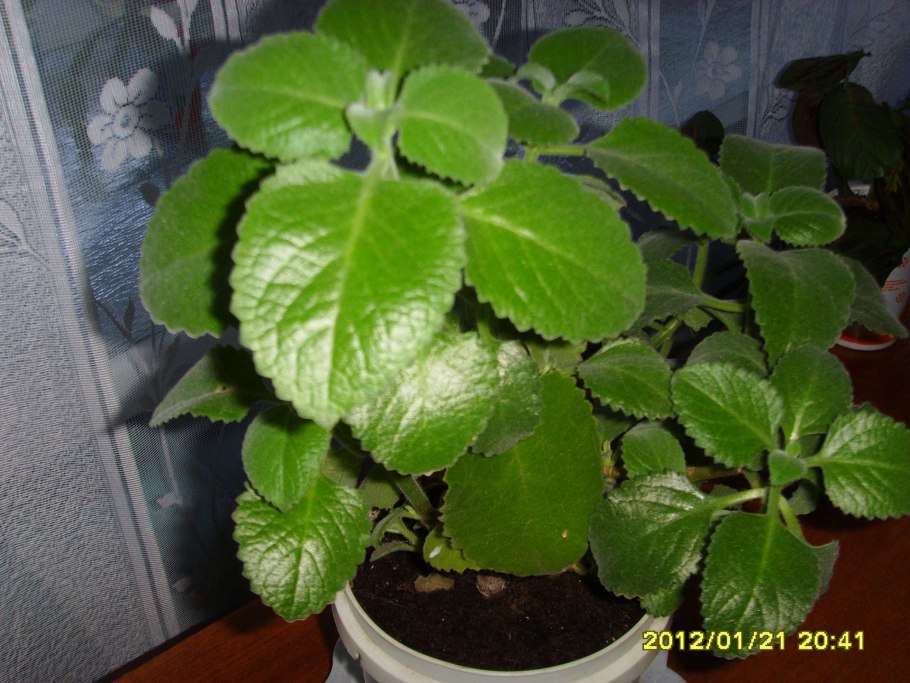 Шалфей цветок домашний