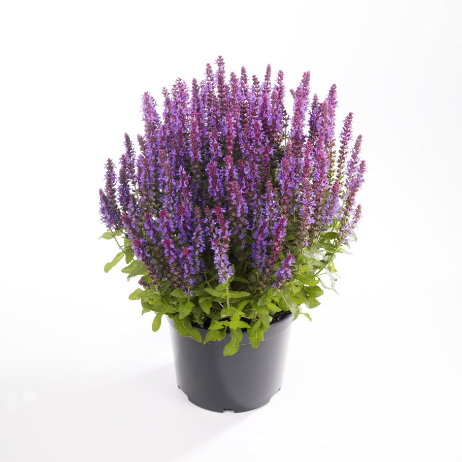 Шалфей Дубравный куст