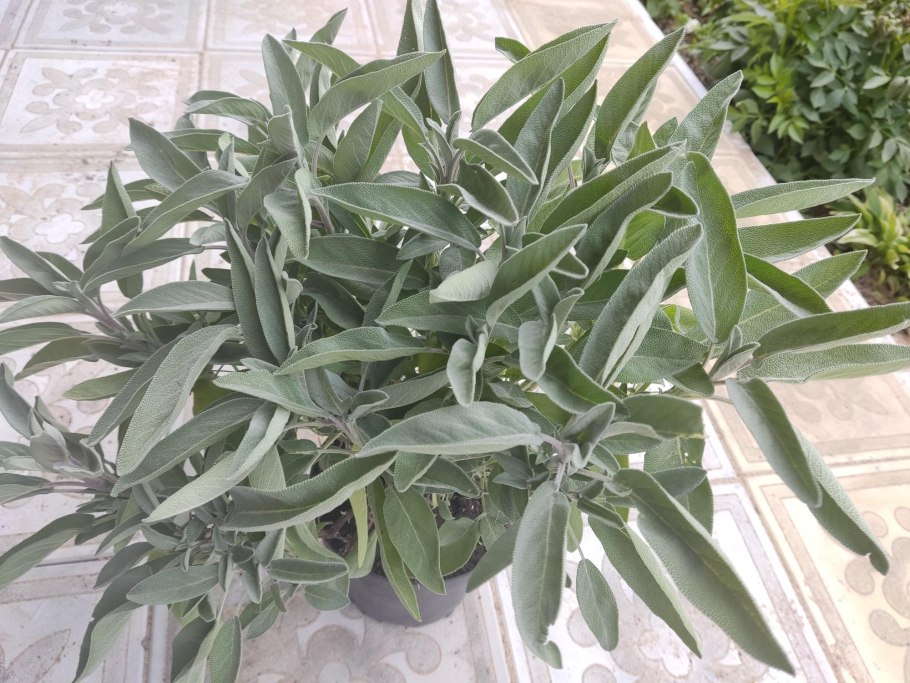 Шалфей комнатный цветок