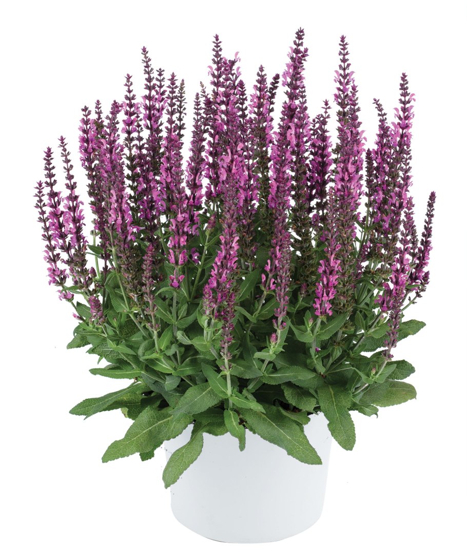 Шалфей лекарственный Purple Beauty