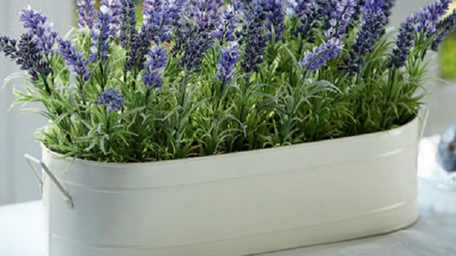 Лаванда узколистная в горшке