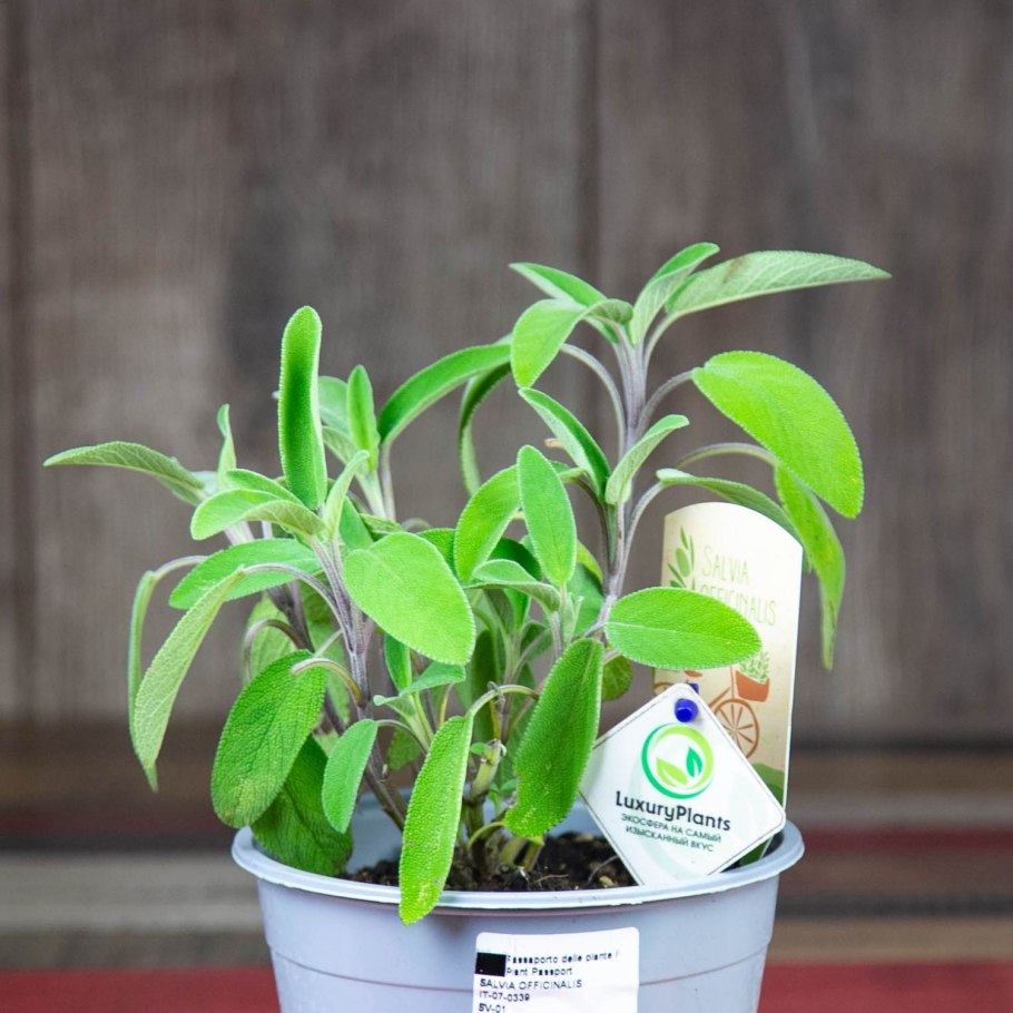 Шалфей оффициналис Пурпурея