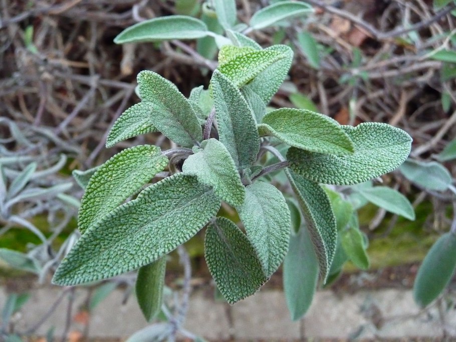 Шалфей толстолистный