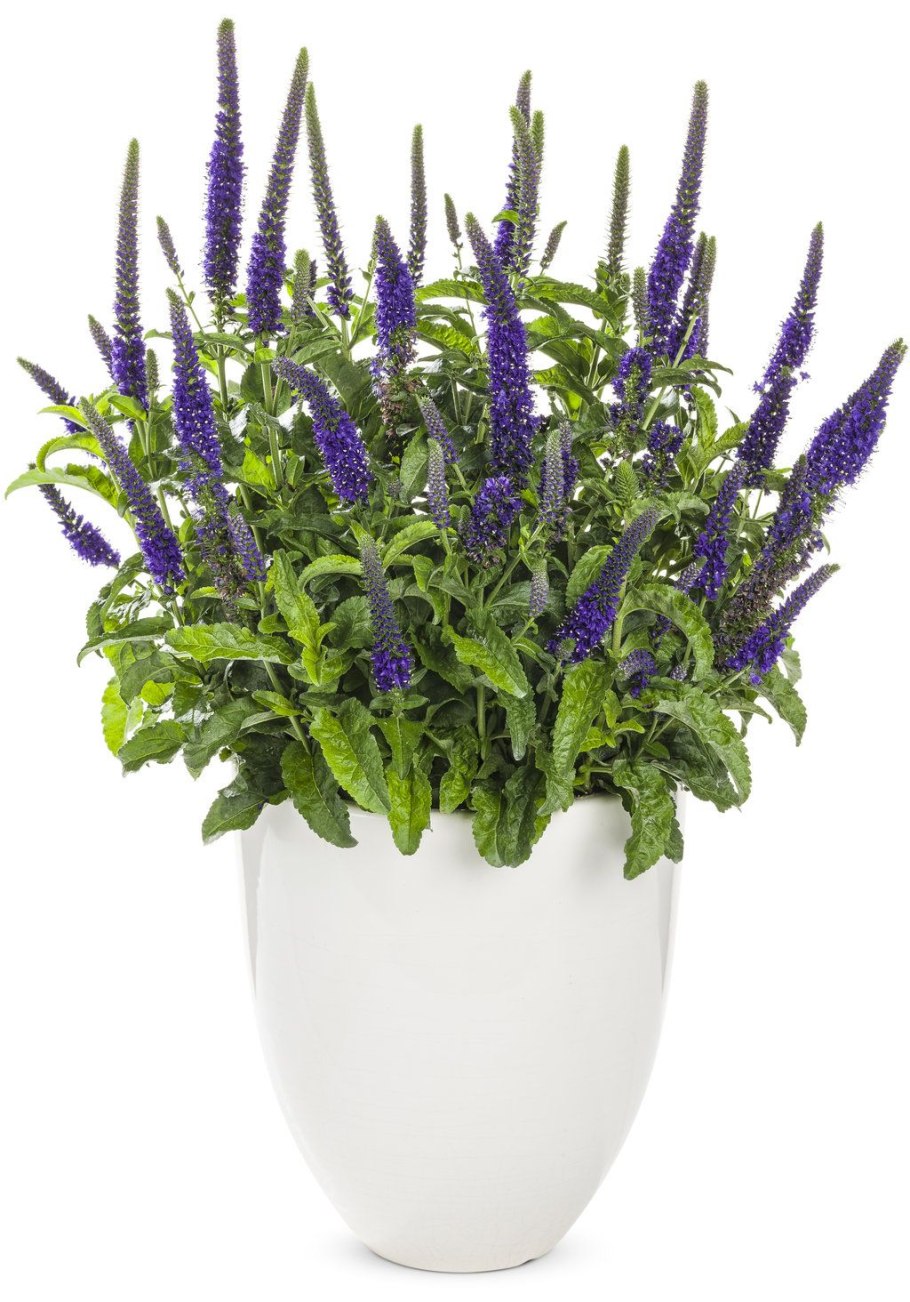 Растения Вероника Мэджик