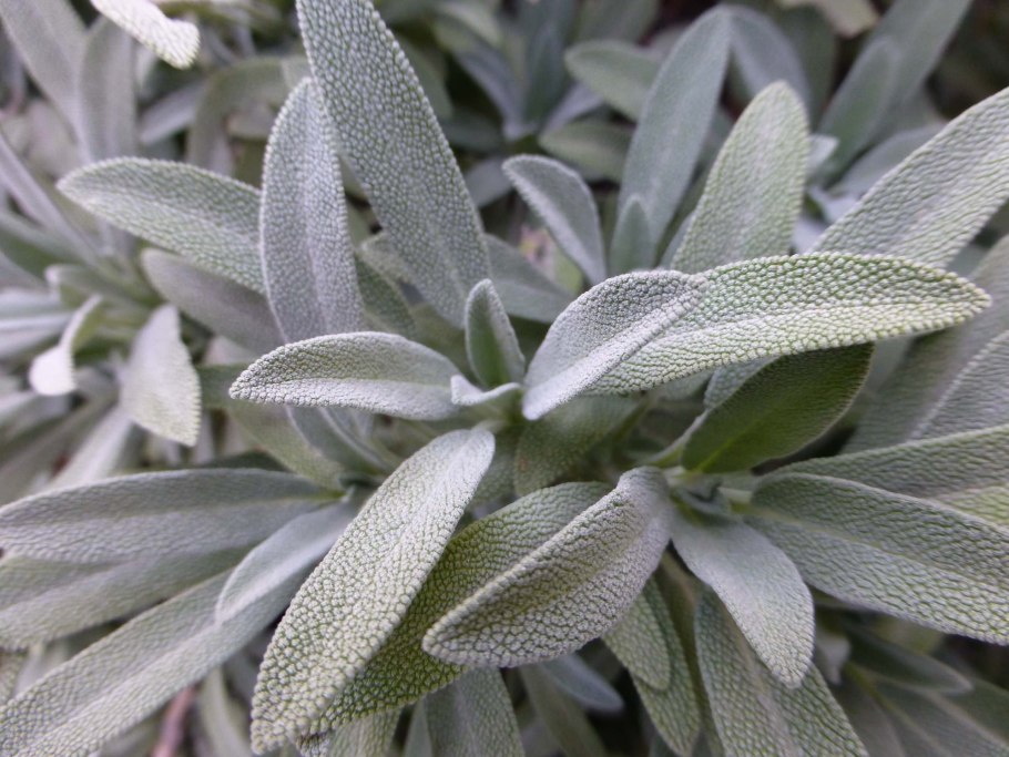 Шалфей лекарственный серебристый