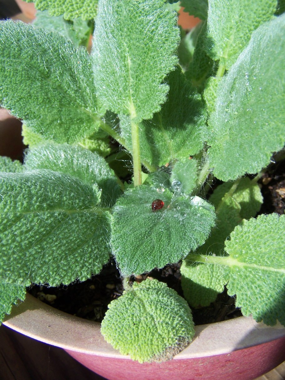 Шалфей мускатный рассада