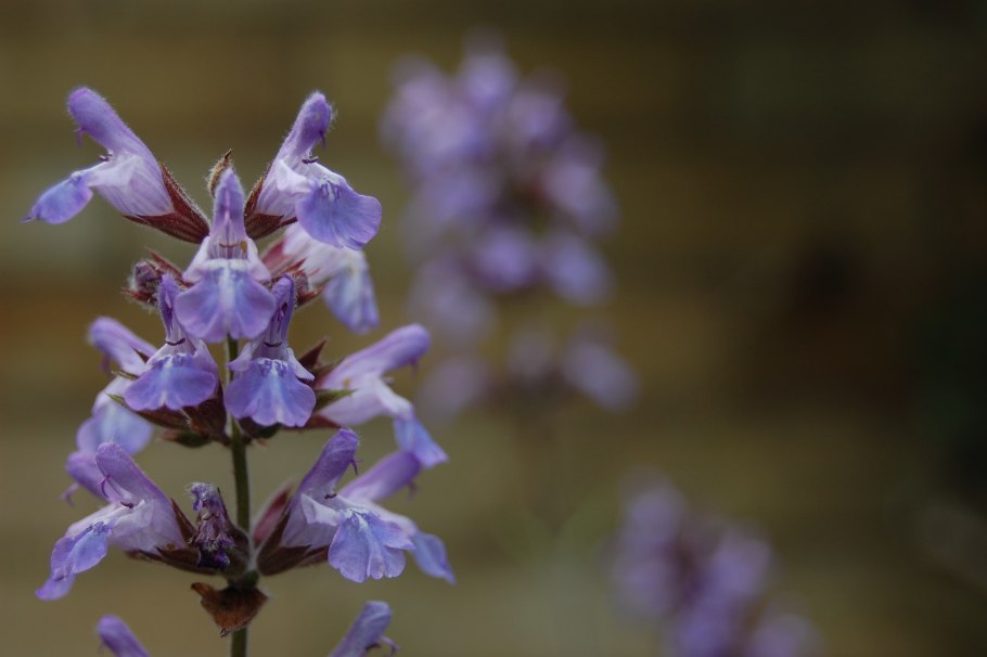 Шалфей Дервиш