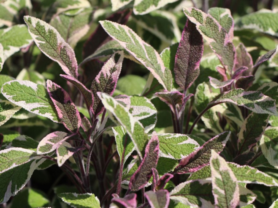 Шалфей Tricolor