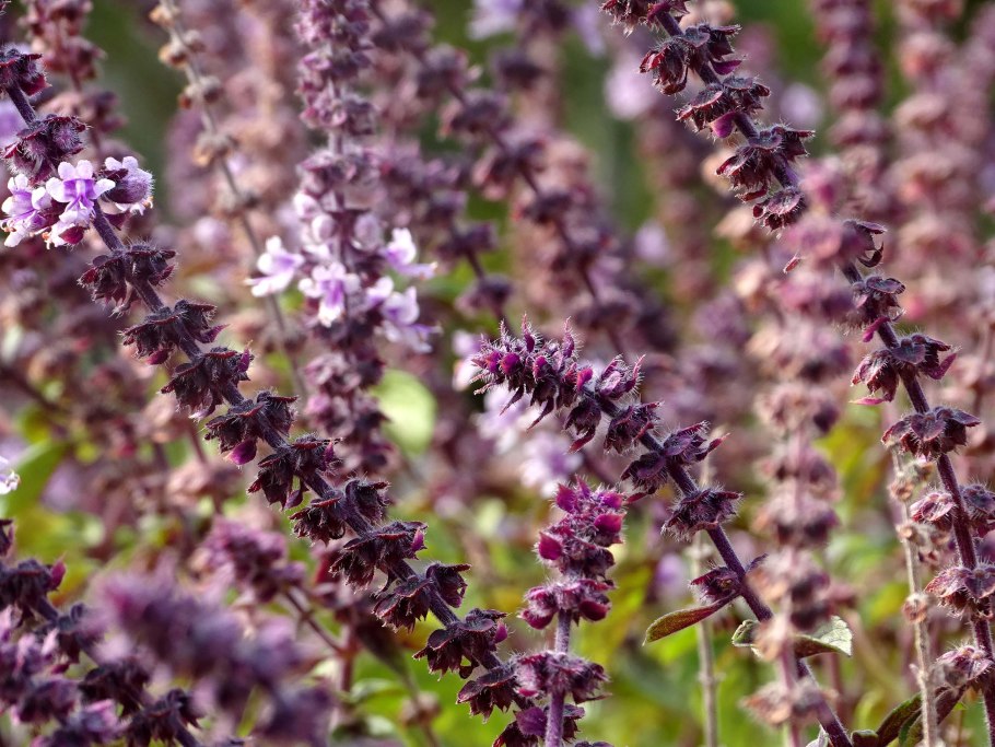 Базилик цветет