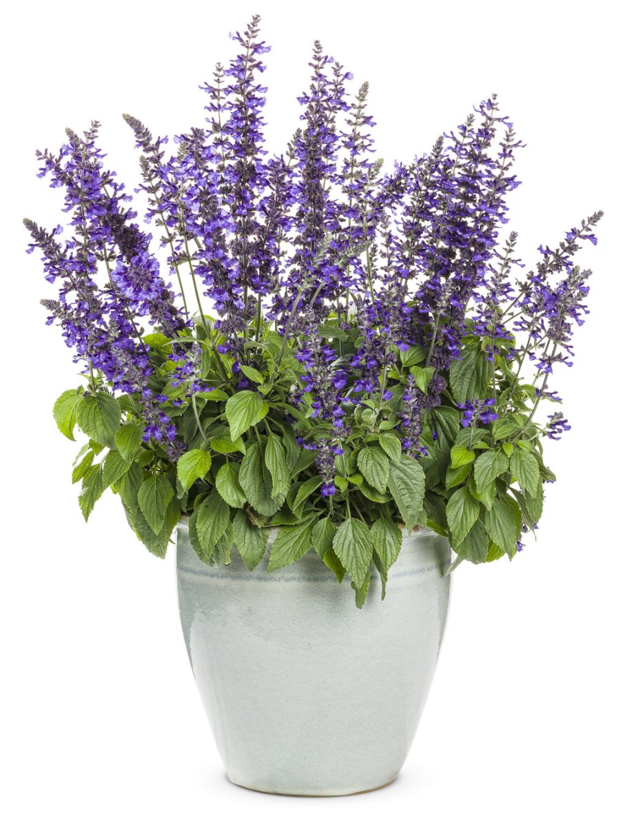 Сальвия(шалфей) куст