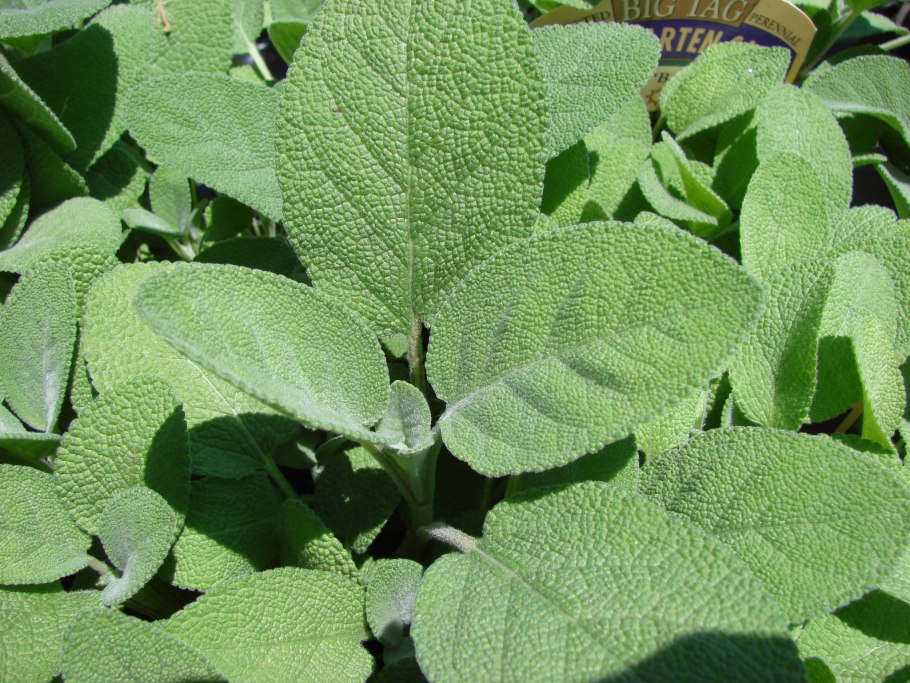 Шалфей Эфиопский