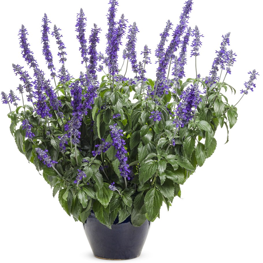 Шалфей синхро Блю