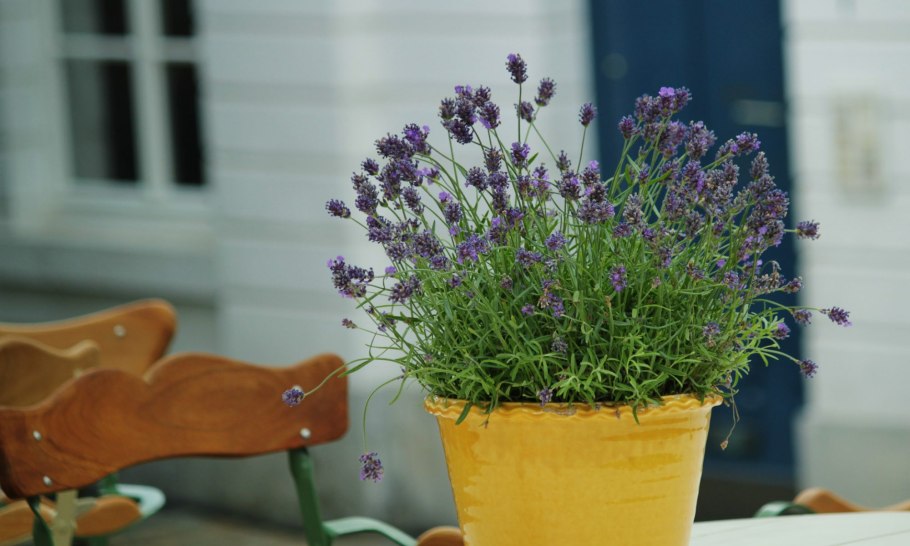 Лаванда узколистная комнатная