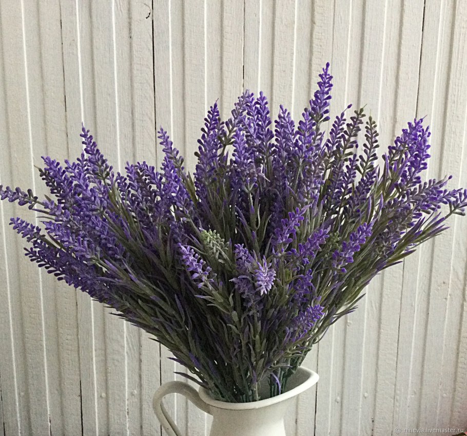 Шалфей Пурпуреа