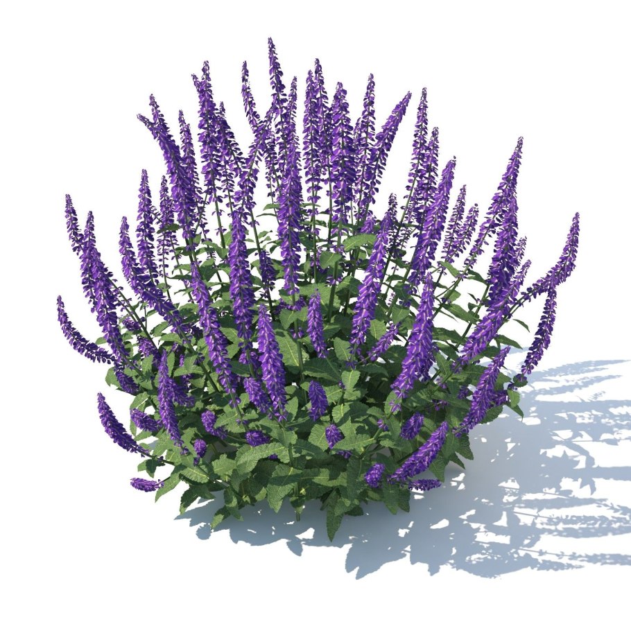 Лаванда зубчатая комнатная