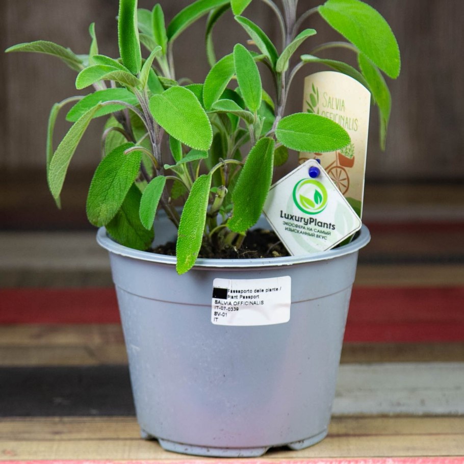 Шалфей комнатный цветок