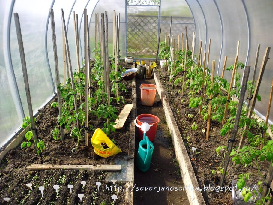 Расположение рассады в теплице