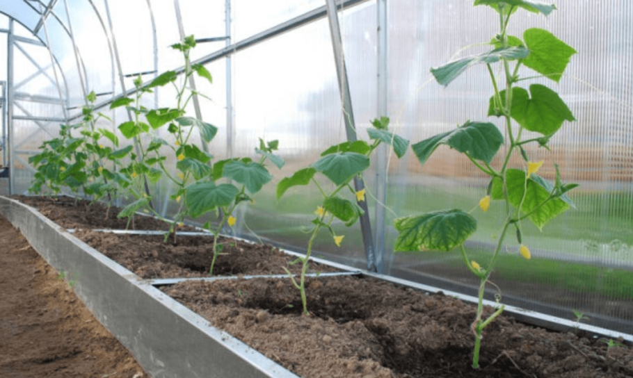 Парник для помидоров