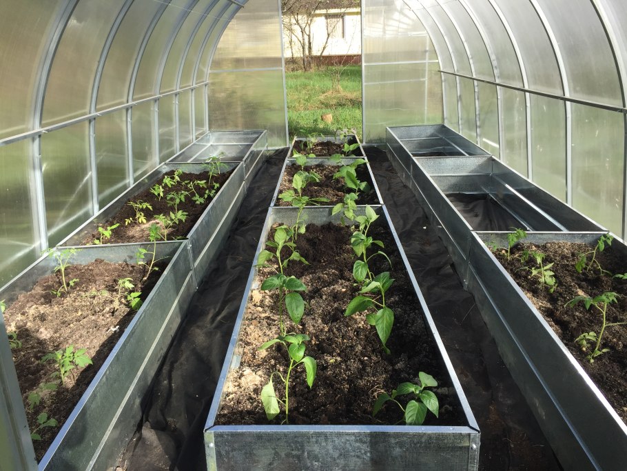 БЕЛТЕПЛИЦА грядки