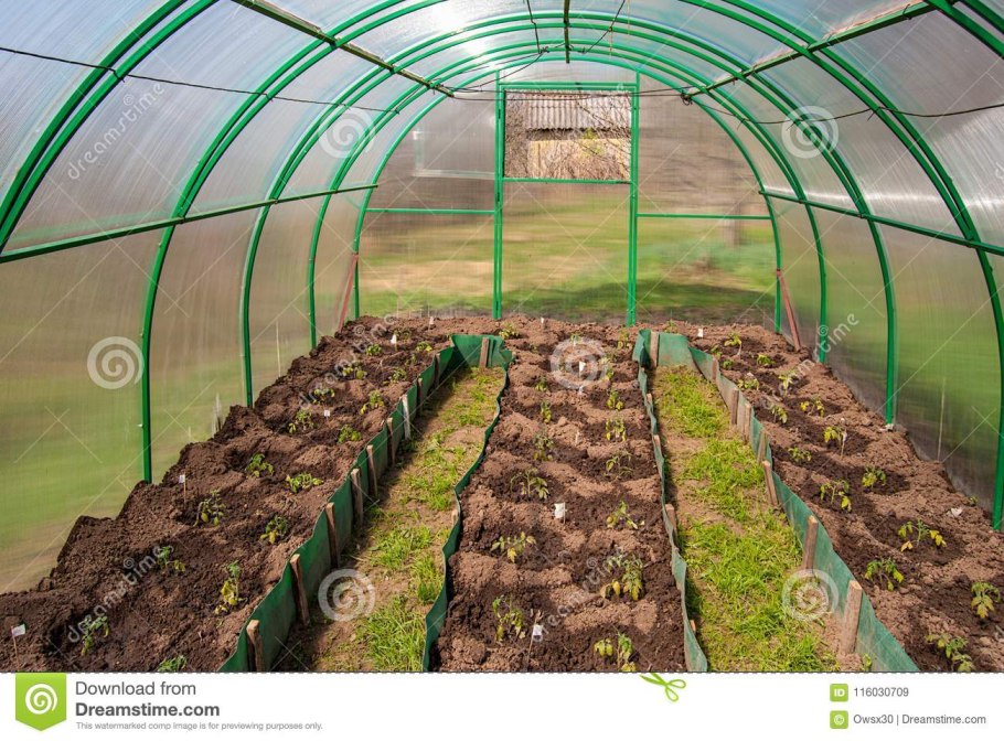 Посадка в теплице