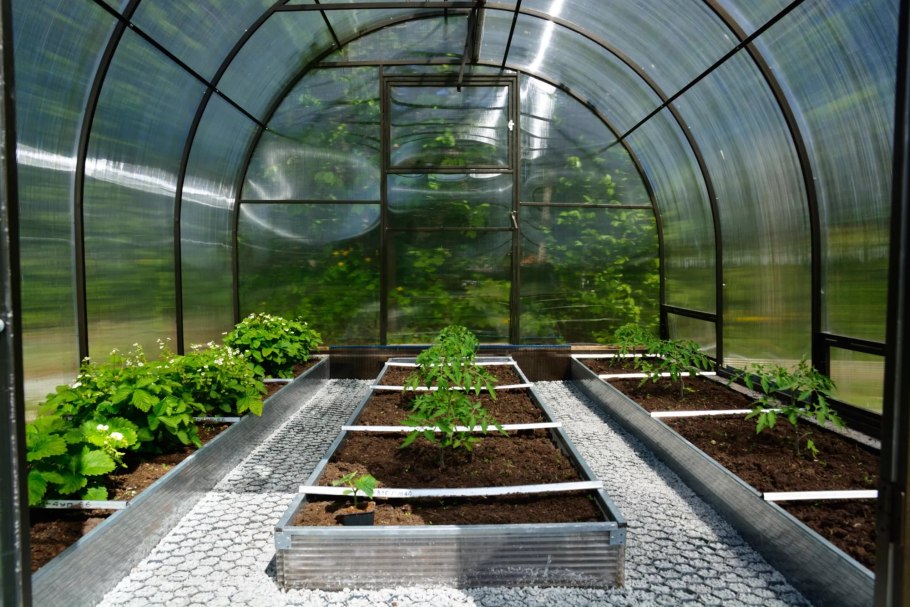 Теплица изнутри