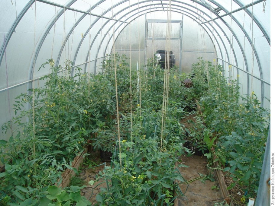 Расположение растений в теплице 3х6