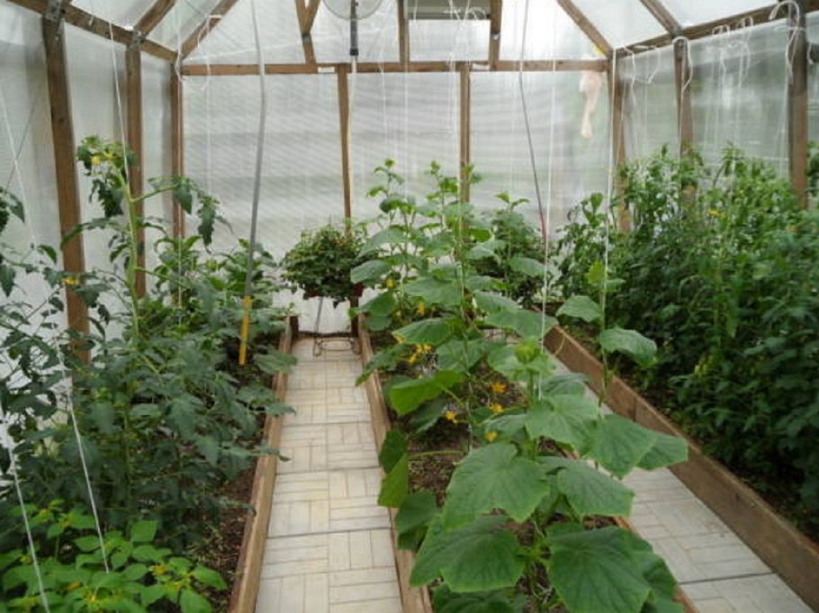 Огурцы и помидоры в теплице 3х6