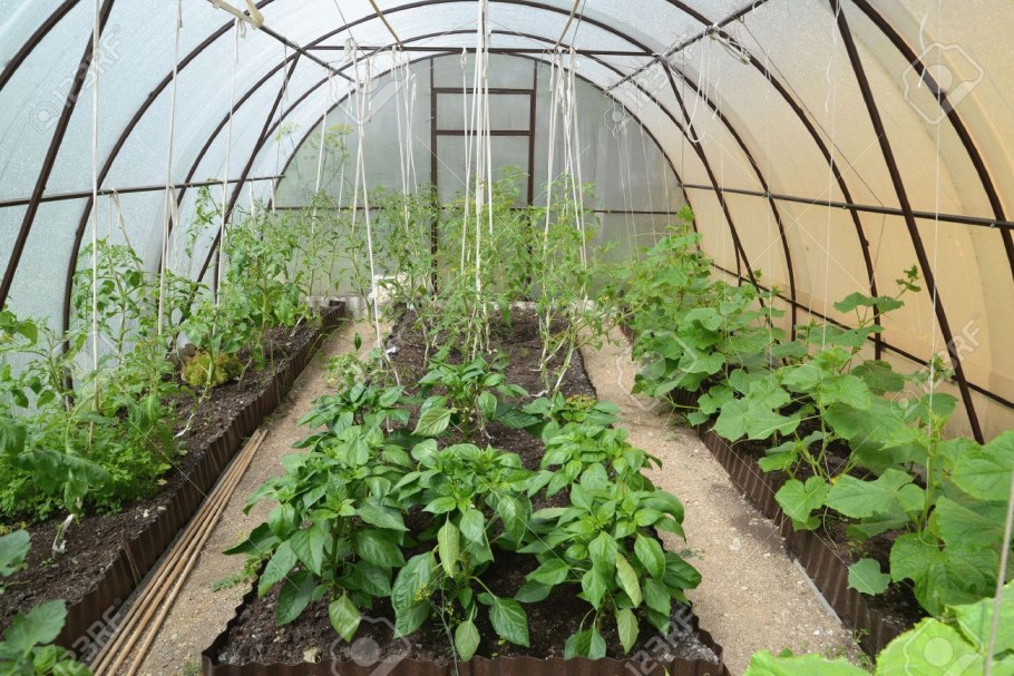 Посадка в теплице