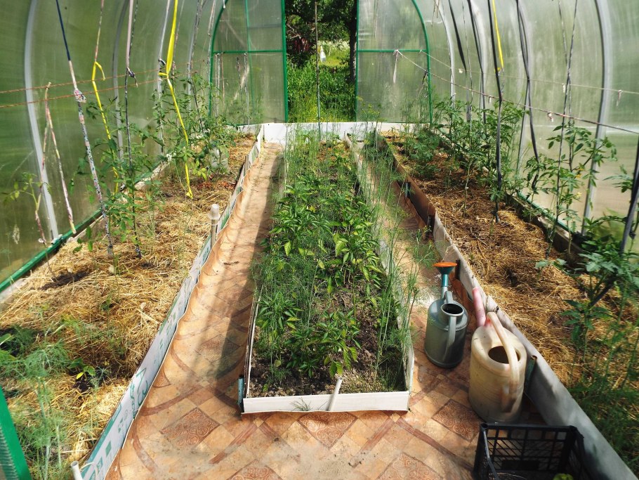 Теплица 2х3 расположение грядок